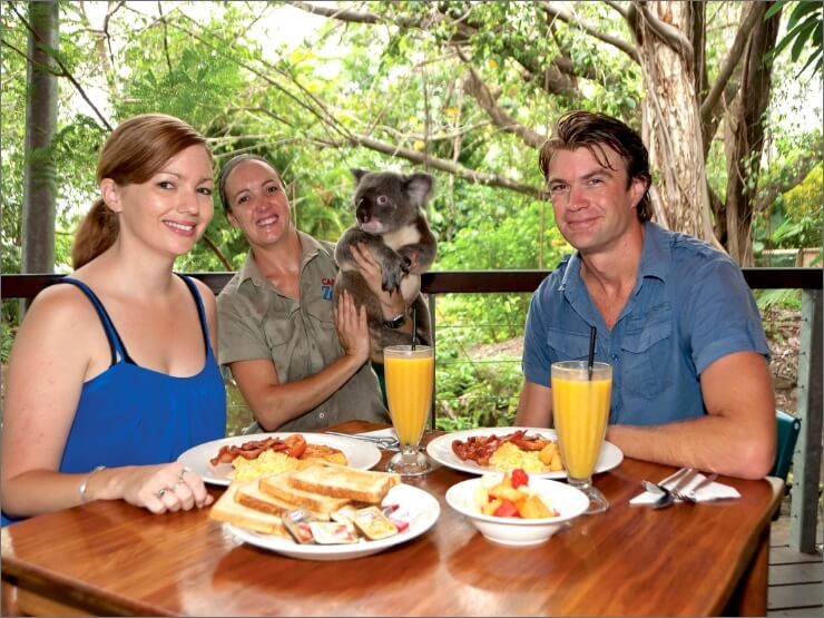 Breakfast with Koalas